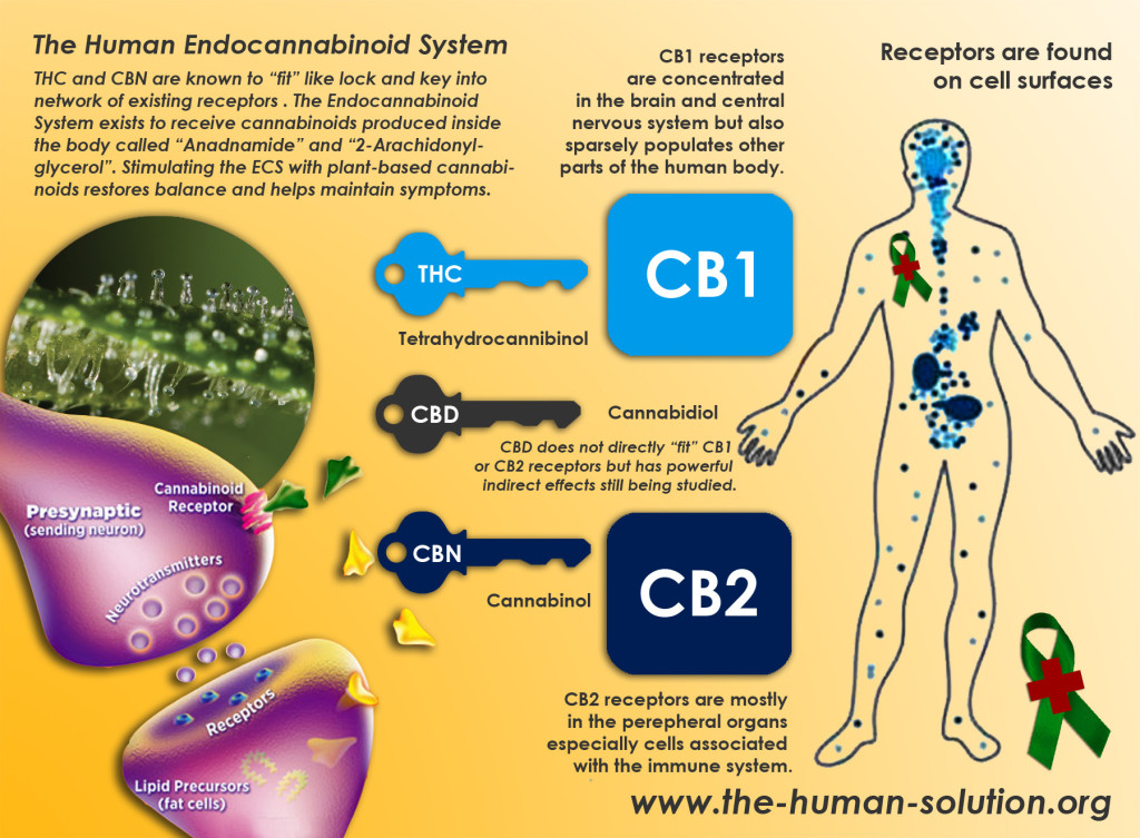 Circo Alexander Graham Bell Hacia arriba Efectos de la cannabis en el organismo | Instituto de Bioética |  Universidad Finis Terrae